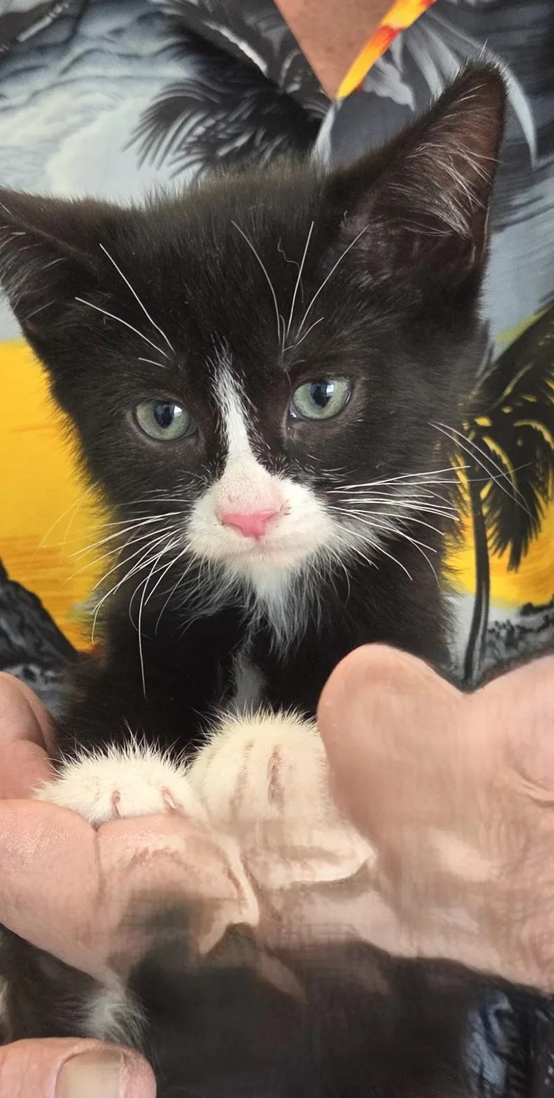 A young medium-sized male Black Domestic Short Hair cat named Badger for adoption in Mesquite, NV