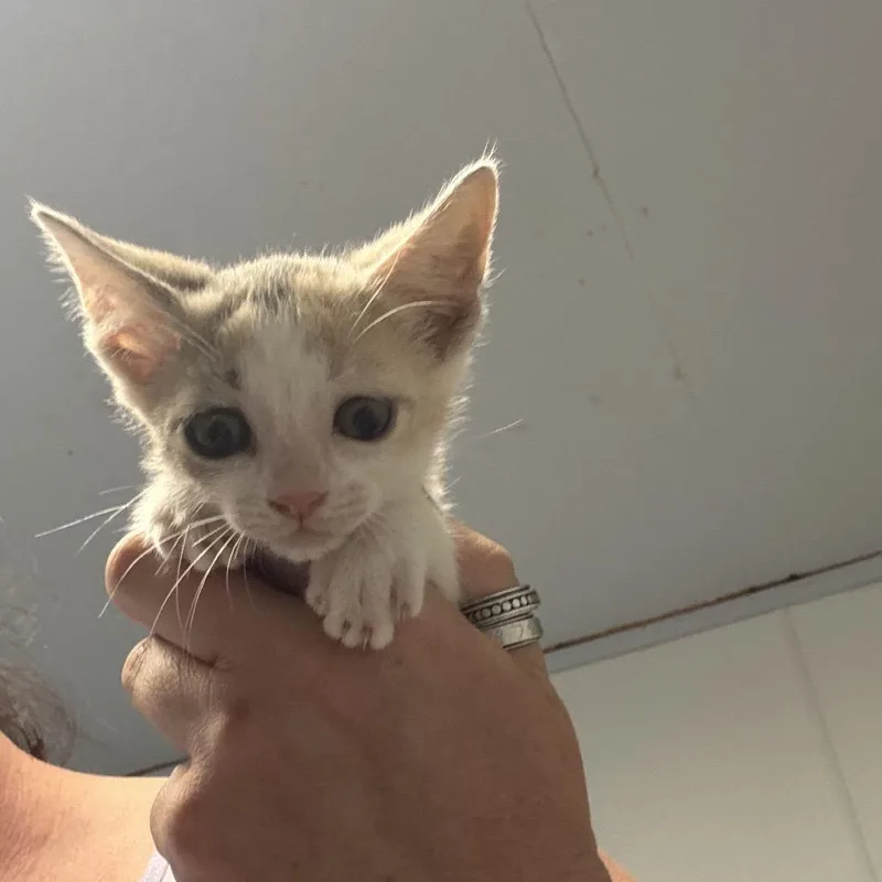 A baby small-sized female Calico Domestic Short Hair cat named Isn't it ironic for adoption in Hattiesburg, MS