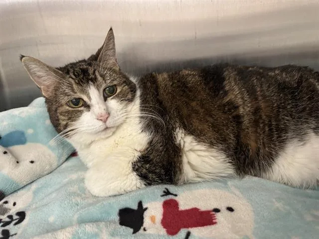A senior large-sized female Domestic Short Hair cat named Laverne for adoption in Centerville, MA