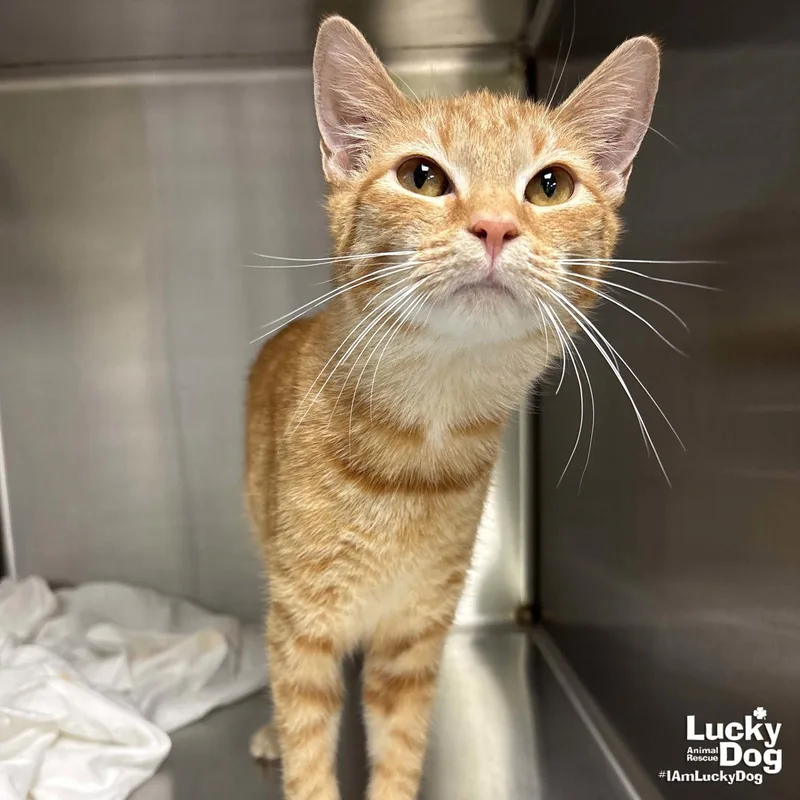 A young medium-sized male Orange / Red Domestic Short Hair cat named Cheeto for adoption in Washington, DC