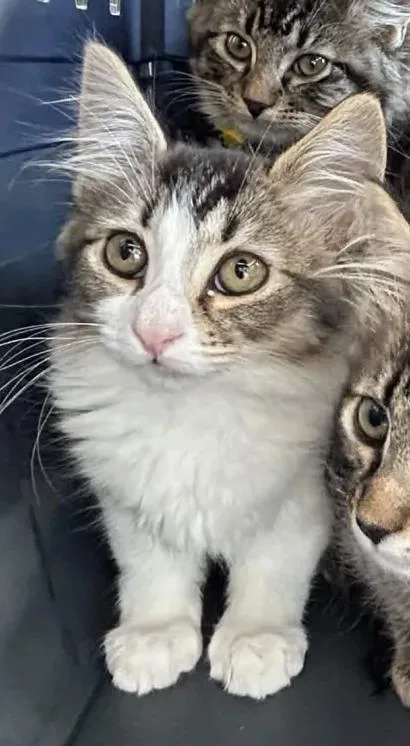 A baby small-sized female Brown / Chocolate Domestic Medium Hair cat named Dr. Mohan for adoption in La Jolla, CA