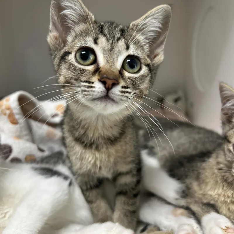 A baby medium-sized female Tabby (Brown / Chocolate) Domestic Short Hair cat named Shorts  of for adoption in La Grange Park, IL