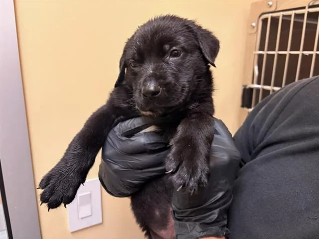 A baby small-sized female Pit Bull Terrier dog named Pepper for adoption in Tustin, CA