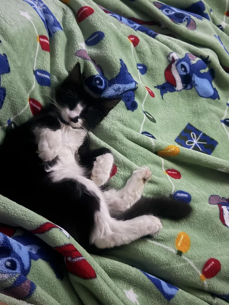 Bean