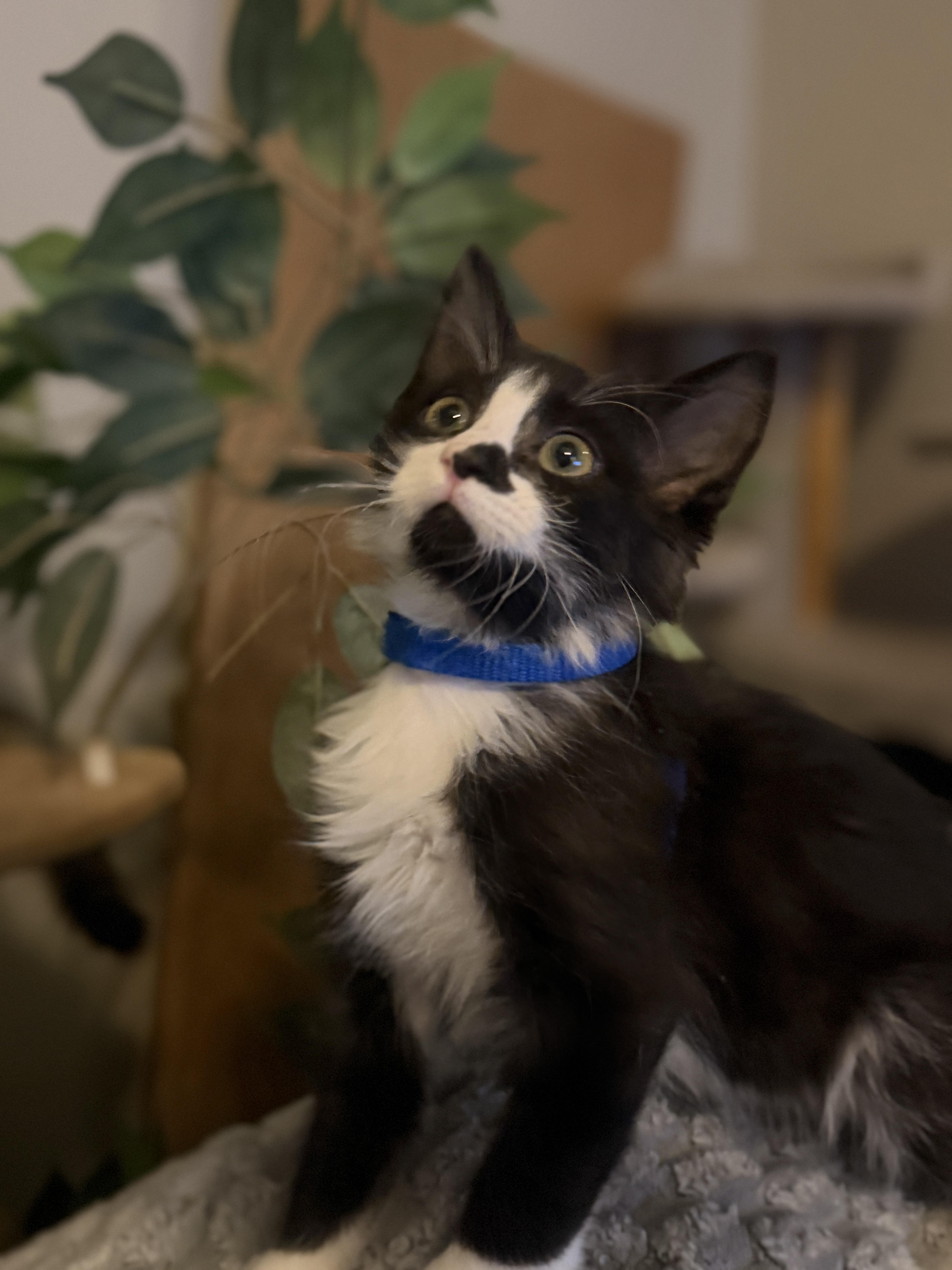 Bean thumbnail 3