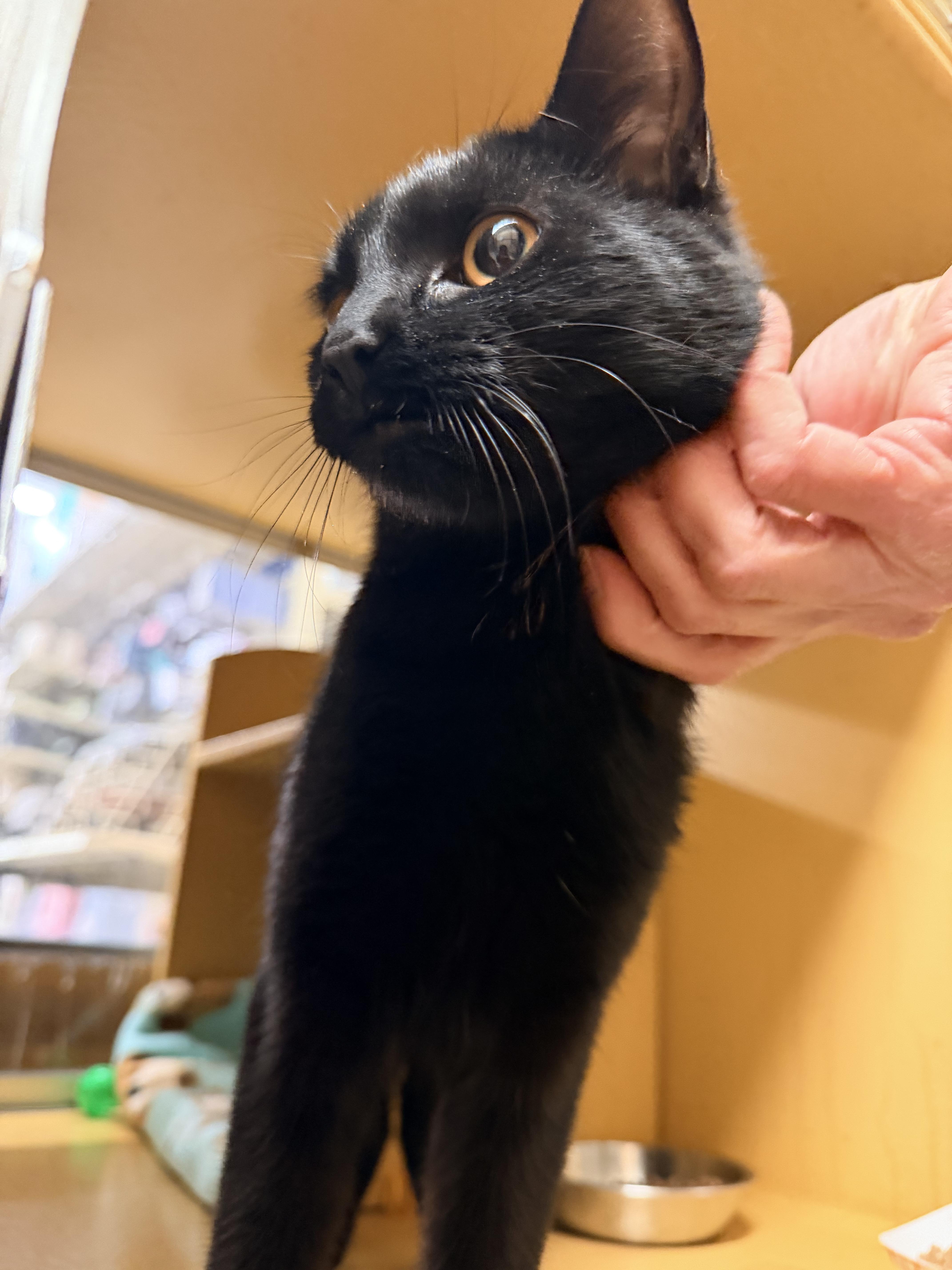 Sapphire thumbnail 2