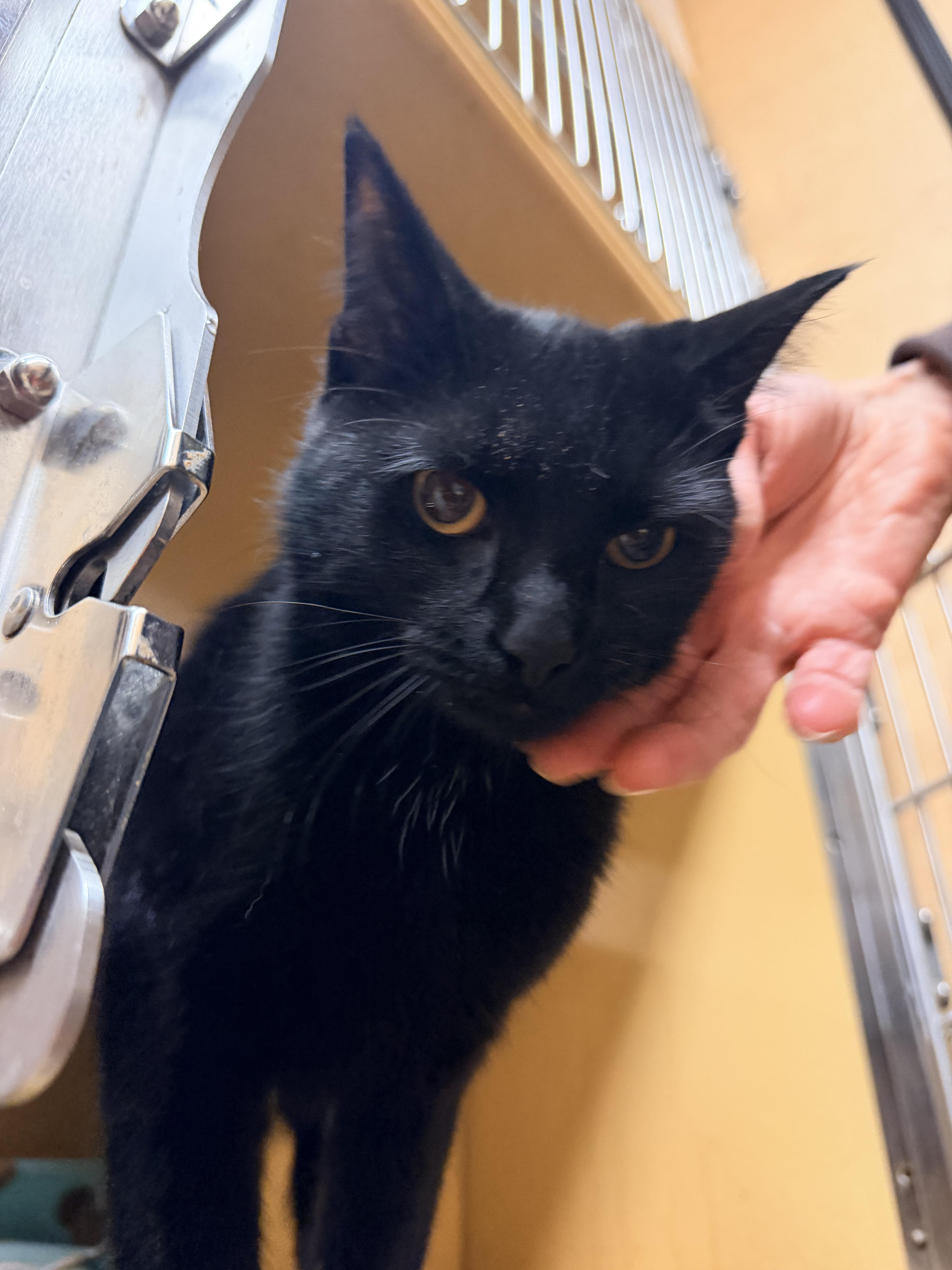 Sapphire thumbnail 4