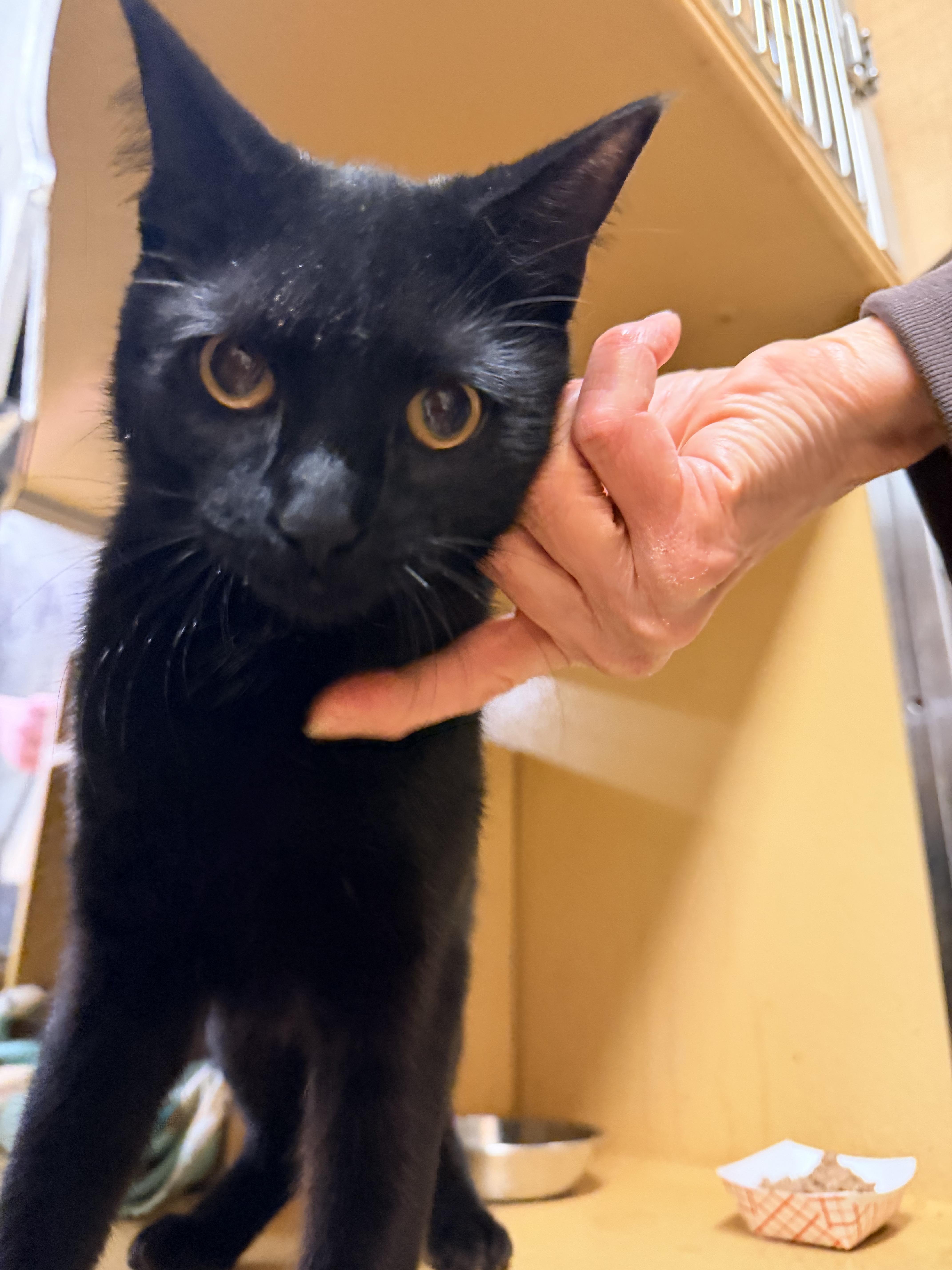 Sapphire thumbnail 5