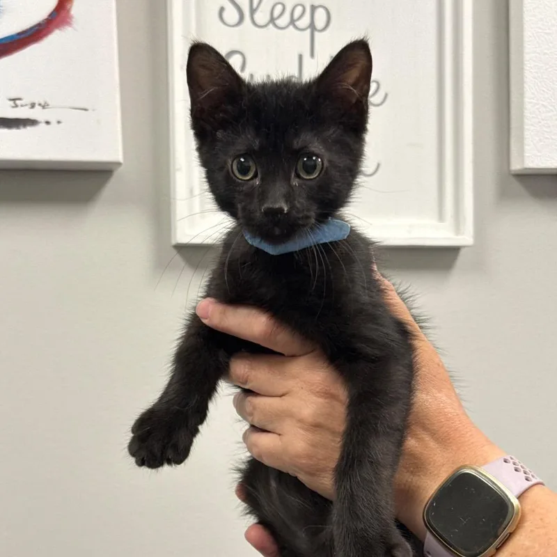A baby small-sized male Black Domestic Short Hair cat named Black Jack for adoption in Spring Hill, KS