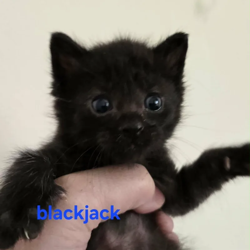 Black Jack thumbnail 3