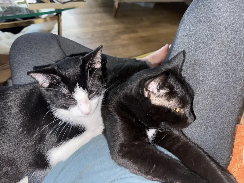 A young medium-sized female Black & White / Tuxedo Domestic Short Hair cat named Mosaic for adoption in Joliet, IL