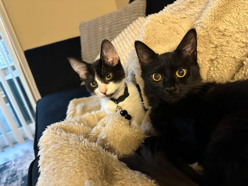 Tom & Toothless thumbnail 3