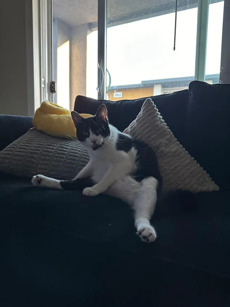 Tom & Toothless thumbnail 4