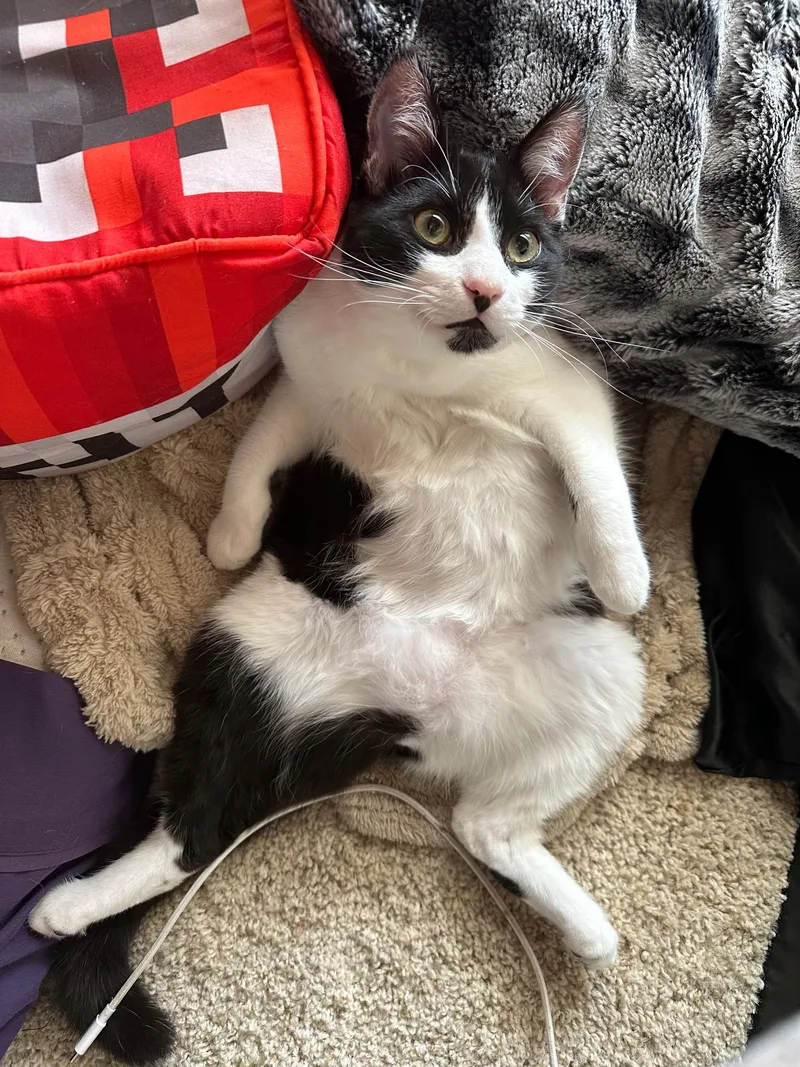 Tom & Toothless thumbnail 5