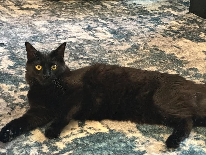 Tom & Toothless thumbnail 6