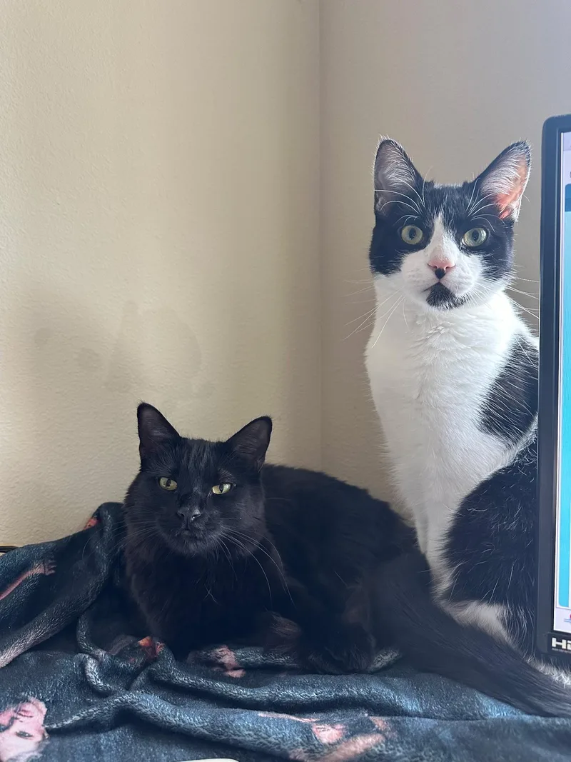 An adult medium-sized male Black & White / Tuxedo Domestic Short Hair cat named Tom & Toothless for adoption in Redwood City, CA