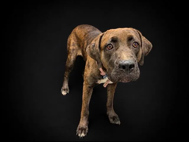 A young large-sized female Catahoula Leopard Dog dog named Hershey for adoption in Winter Haven, FL