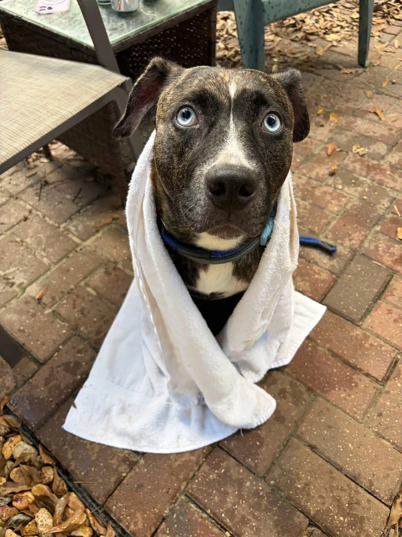 An adult medium-sized female Catahoula Leopard Dog dog named Harley for adoption in PENSACOLA, FL