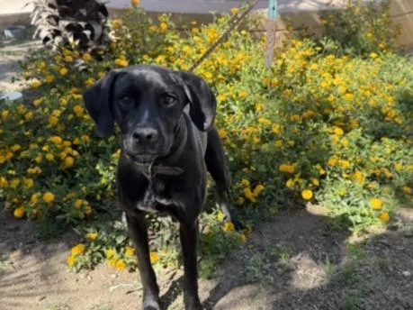 A young medium-sized female Labrador Retriever dog named Gemma for adoption in Van Nuys, CA