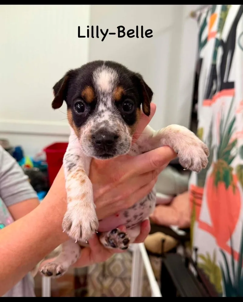 A baby small-sized female Tricolor (Brown, Black, & White) Jack Russell Terrier dog named LillyBelle for adoption in Semmes, AL