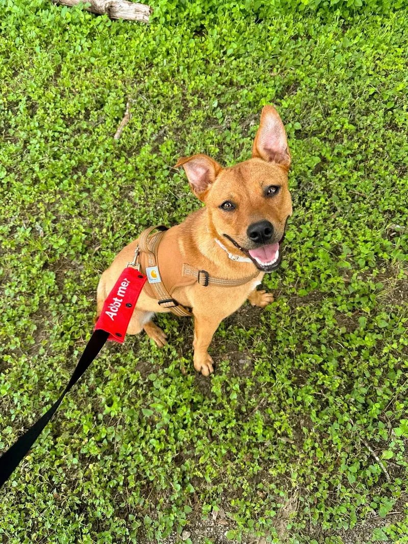 A young medium-sized female Red / Chestnut / Orange Terrier dog named Natasha for adoption in Cibolo, TX