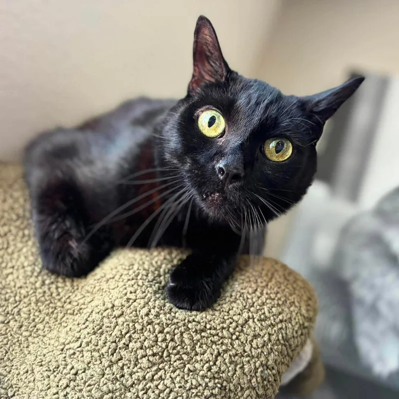 A senior medium-sized male Black Domestic Short Hair cat named Fred for adoption in Ramona, CA
