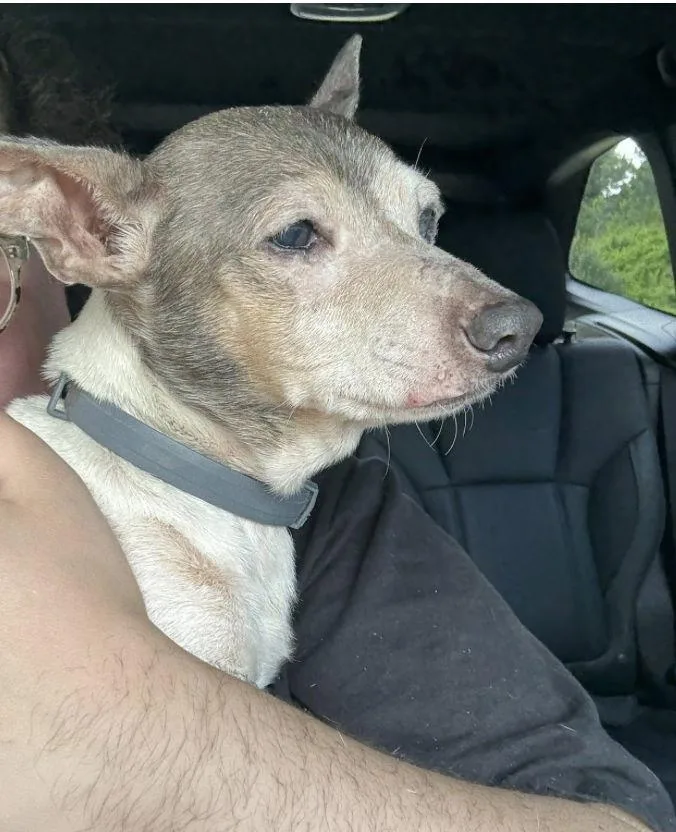 Queen Ann thumbnail 2