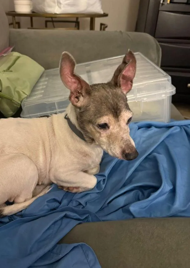 Queen Ann thumbnail 3