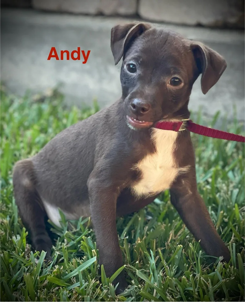 A baby small-sized male Chihuahua dog named Andy Taylor Collins for adoption in Saunderstown, RI