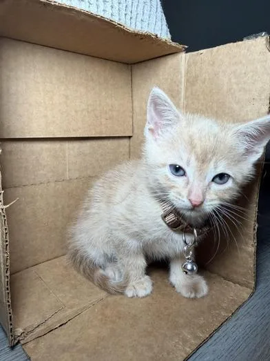 A baby small-sized male Tabby (Buff / Tan / Fawn) Domestic Short Hair cat named Simba for adoption in Liverpool, TX