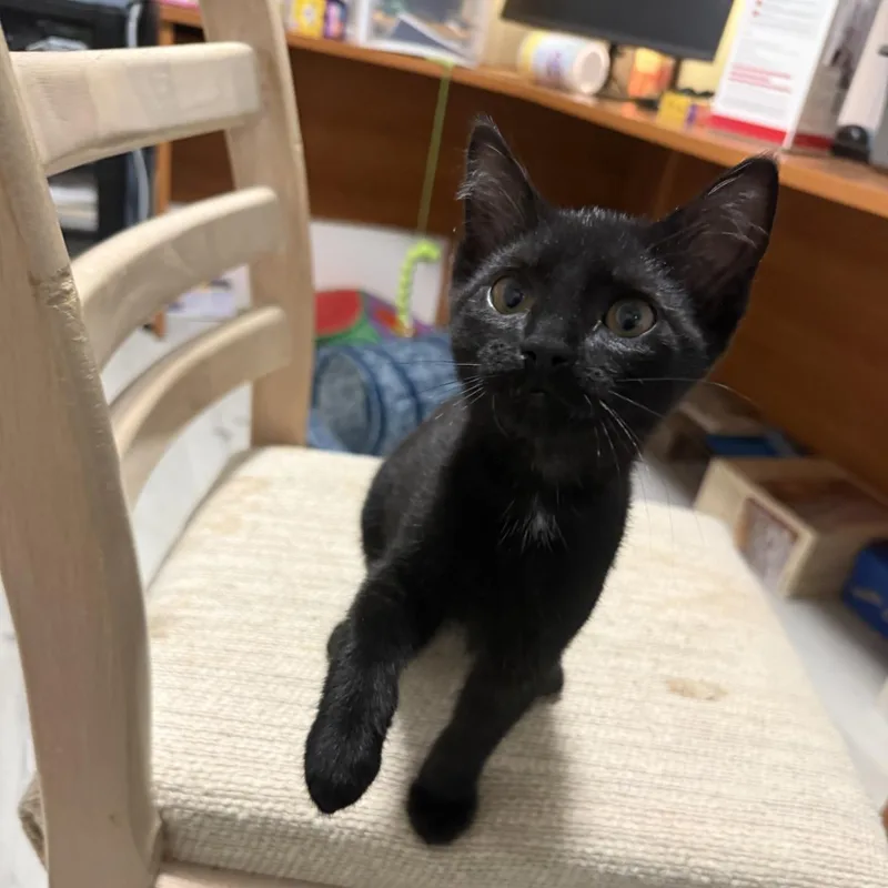 A baby medium-sized male Domestic Short Hair cat named Summer for adoption in Lincoln, CA