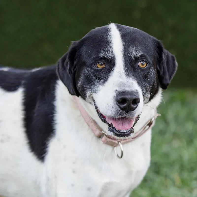 An adult large-sized female Black Mixed Breed dog named Daisy for adoption in Lake Jackson, TX