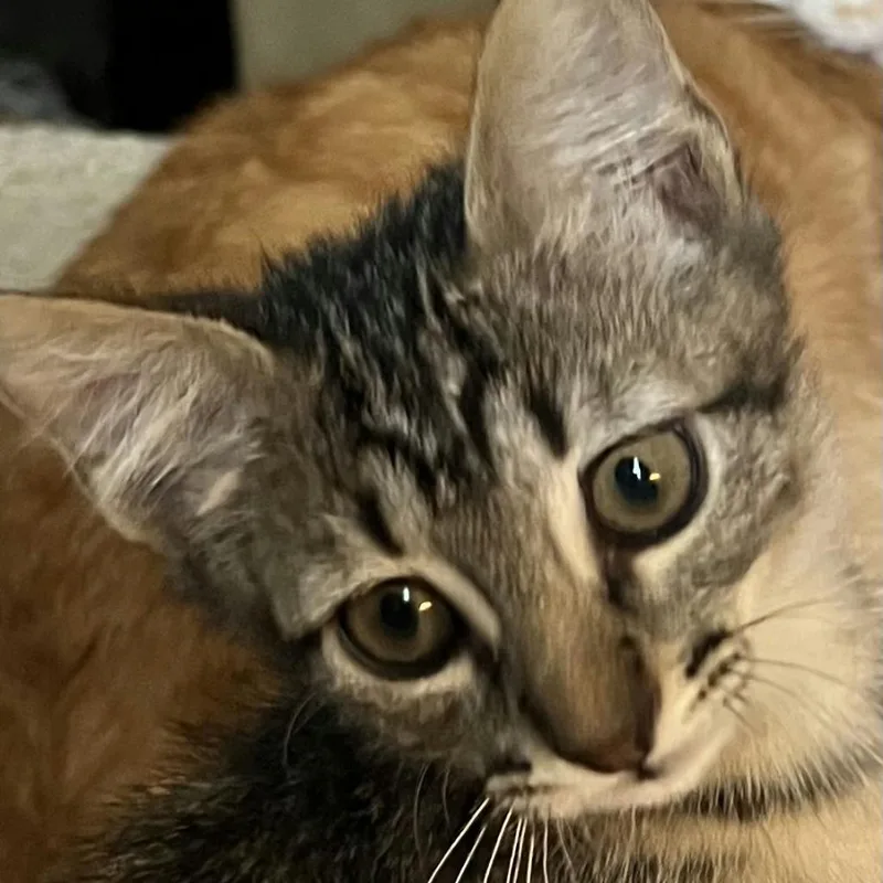 An adult large-sized male Brown / Chocolate Domestic Short Hair cat named Tank for adoption in Webster, TX