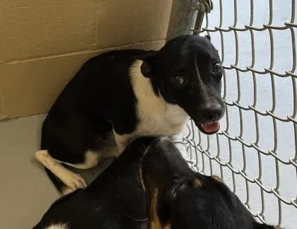 An adult small-sized female Black Terrier dog named Arizona for adoption in Harlingen, TX