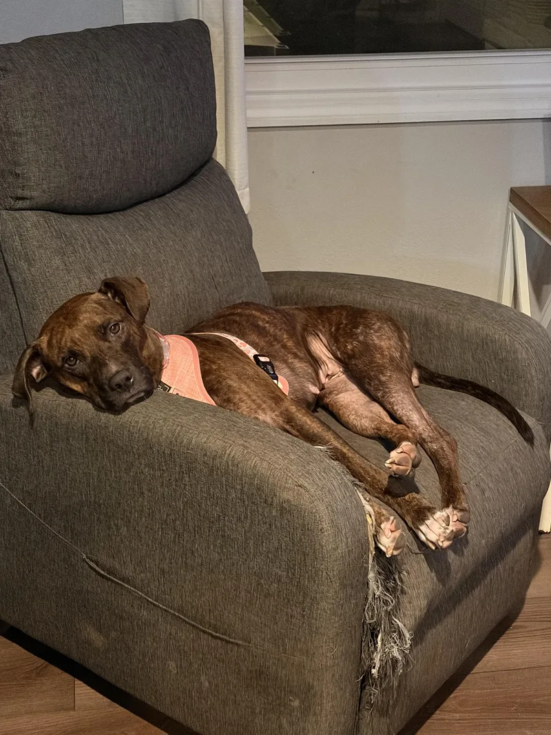 An adult medium-sized female Boxer dog named Shay for adoption in Byron, IL