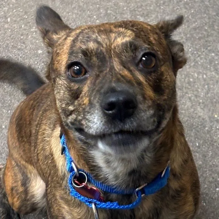 An adult medium-sized female Brindle Staffordshire Bull Terrier dog named Mocha for adoption in Las Vegas, NV