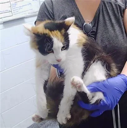 A young medium-sized female Domestic Long Hair cat named Butters for adoption in Charlotte, NC