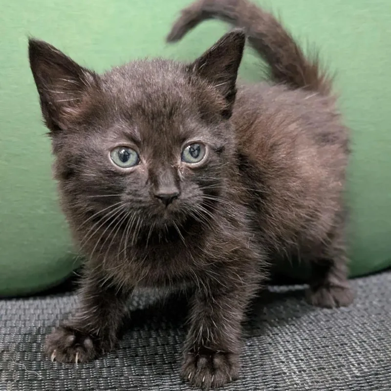 A baby small-sized female Black Domestic Short Hair cat named Dusk for adoption in Buchanan Dam, TX