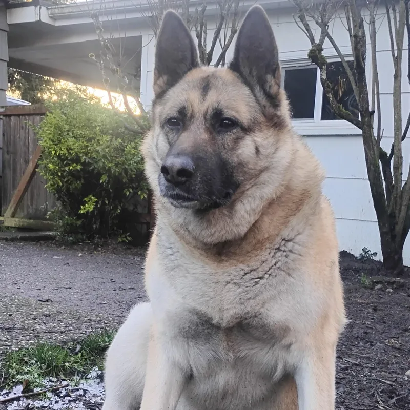 Arya  Peopleloving Dog thumbnail 2