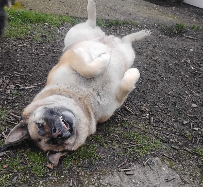 Arya  Peopleloving Dog thumbnail 3