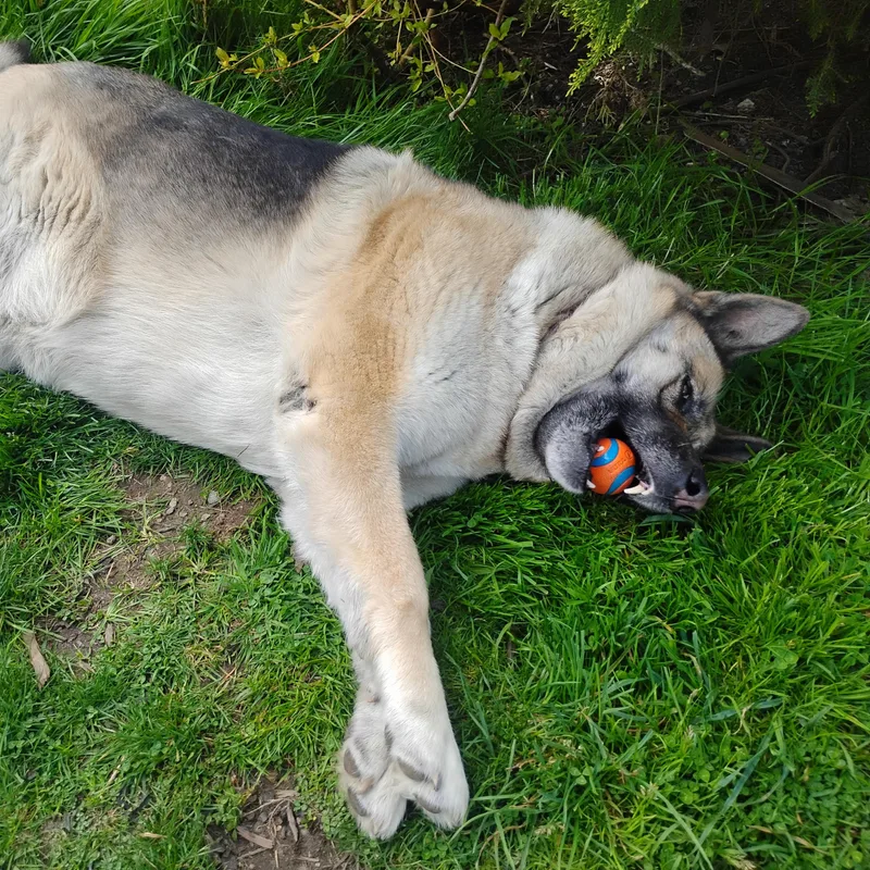 Arya  Peopleloving Dog thumbnail 4