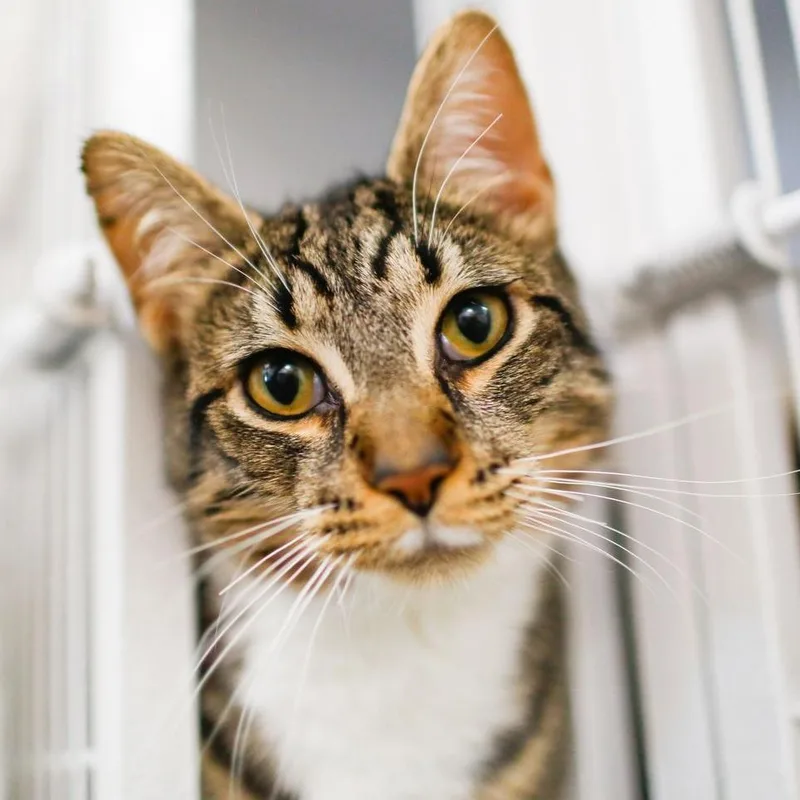 An adult medium-sized male Brown / Chocolate Domestic Short Hair cat named Catrick Swayze for adoption in Dover, NH