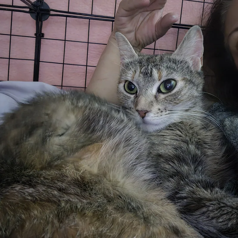 An adult medium-sized female Tortoiseshell cat named Ariel for adoption in Woodbridge, NJ