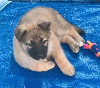 A baby medium-sized male Tricolor (Brown, Black, & White) Shepherd dog named Malbec for adoption in Houston, TX