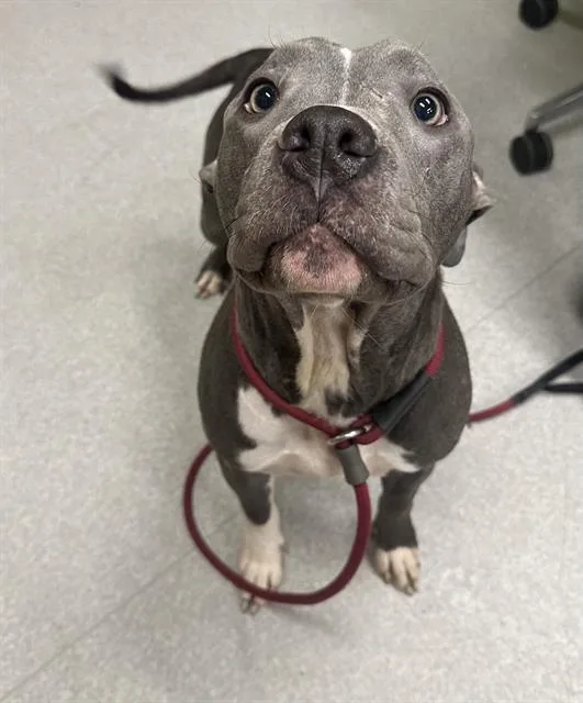 An adult medium-sized female Pit Bull Terrier dog named Pearl for adoption in Indianapolis, IN