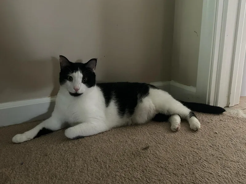 An adult medium-sized male Domestic Short Hair cat named Moo for adoption in Honeoye, NY