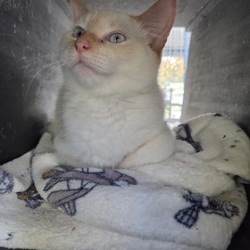 A young medium-sized female Flame Point Siamese cat named Maple for adoption in Columbia, MO