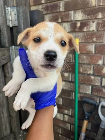A baby medium-sized female Mixed Breed dog named Luna Loud for adoption in Dallas, TX