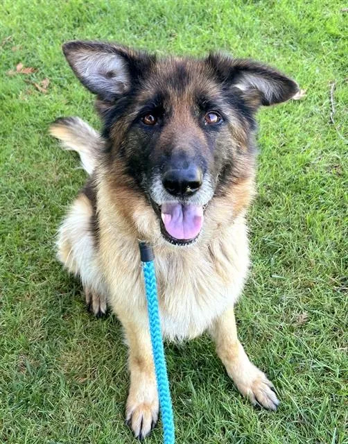 An adult large-sized female German Shepherd Dog dog named Velma for adoption in Sacramento, CA