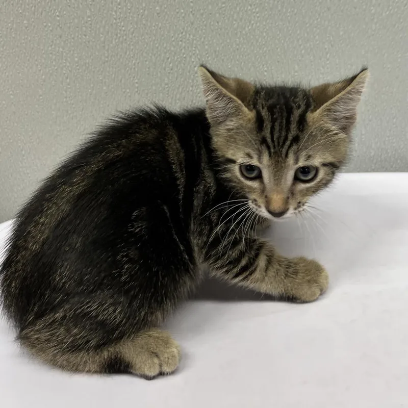 A baby small-sized male Brown / Chocolate Domestic Short Hair cat named Cannon for adoption in Clearwater, FL